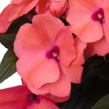 4.5"P - Impatiens - New Guinea - Improved Magnum - Salmon