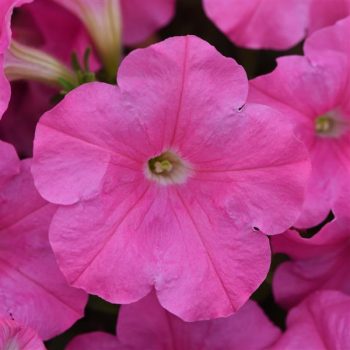 4.5"P - Petunia - Wave - Pink