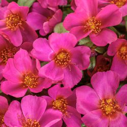HB - Portulaca - Fuchsia