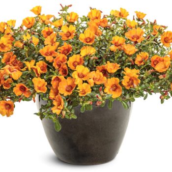 HB - Portulaca - Mango