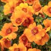 4.5"P - Portulaca - Mojave - Mango - Image 2
