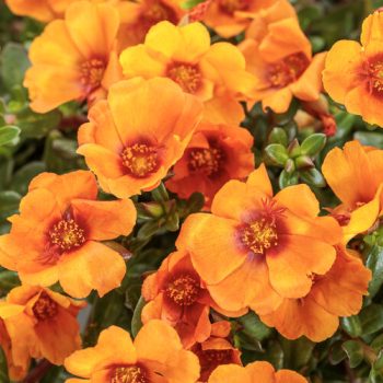 4.5"P - Portulaca - Mojave - Mango - Image 2