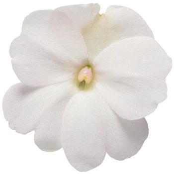 4.5"P - Impatiens - SunPatiens - White