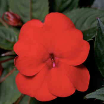 HB - SunPatiens  - Red