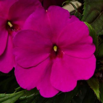 HB - SunPatiens  - Purple