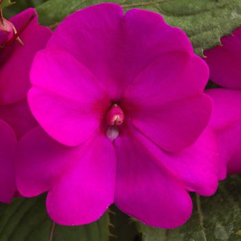 HB - SunPatiens  - Purple