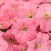 4.5"P - Petunia - Supertunia - Bermuda Beach
