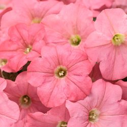 4.5"P - Petunia - Supertunia - Bermuda Beach