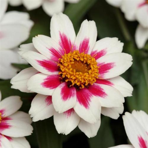 Zinnia Zahara Starlight Rose