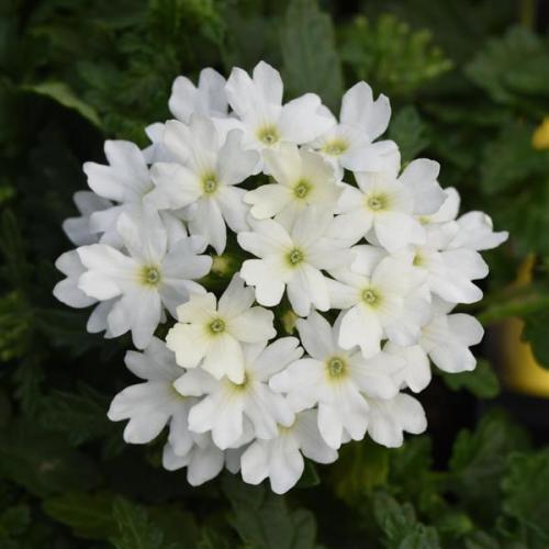 verbena white